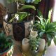 Home Decorating Ideas 4 Baskets love plants – Plants love baskets